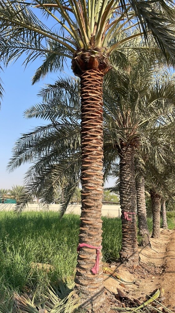 للبيع اجواد انواع الإخلاص - 9