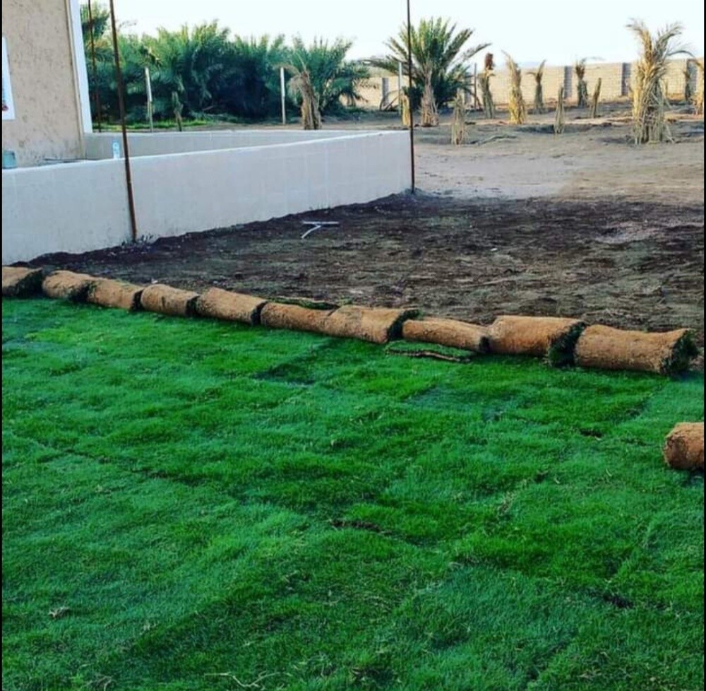 زراعه الحشيش الزراعي - 3