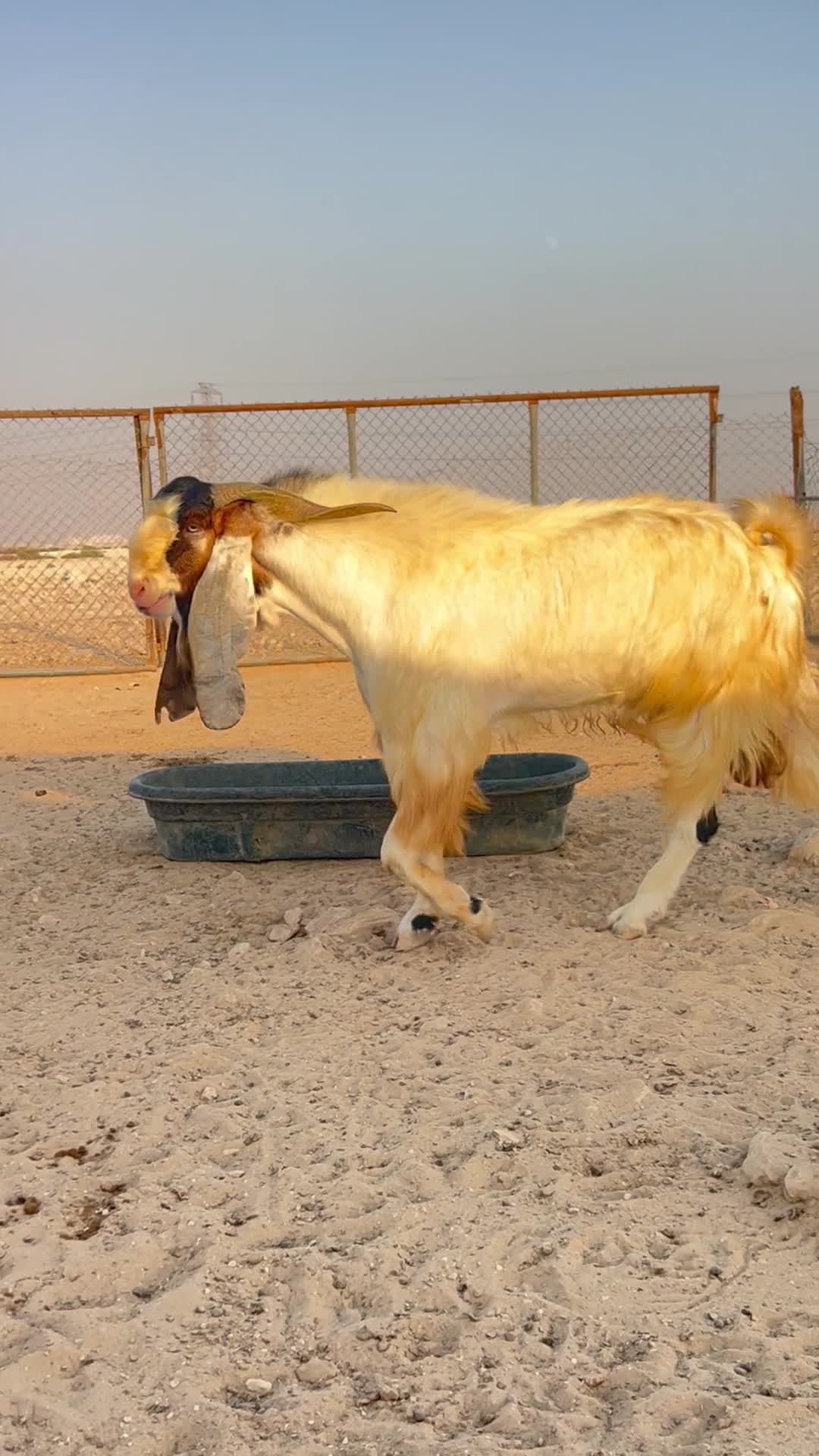 تيس فحل - 1