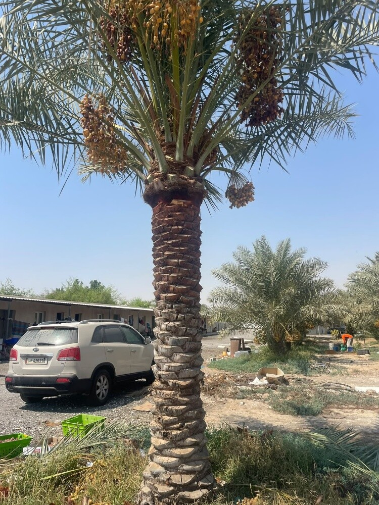 جميع انواع النخيل والاشنطونيا - 5