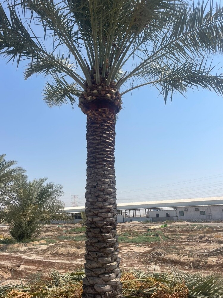جميع انواع النخيل والاشنطونيا - 7