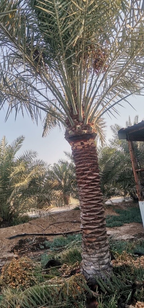 جميع انواع النخيل والاشنطونيا - 3