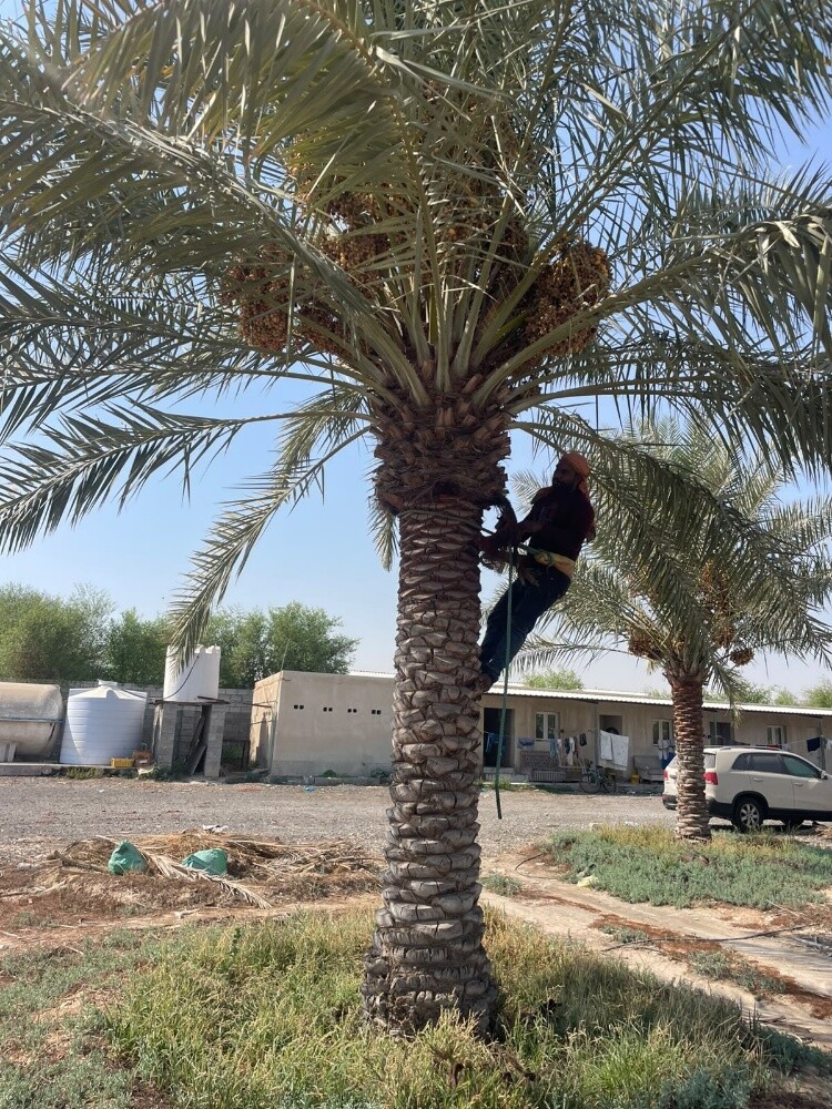 جميع انواع النخيل والاشنطونيا - 4
