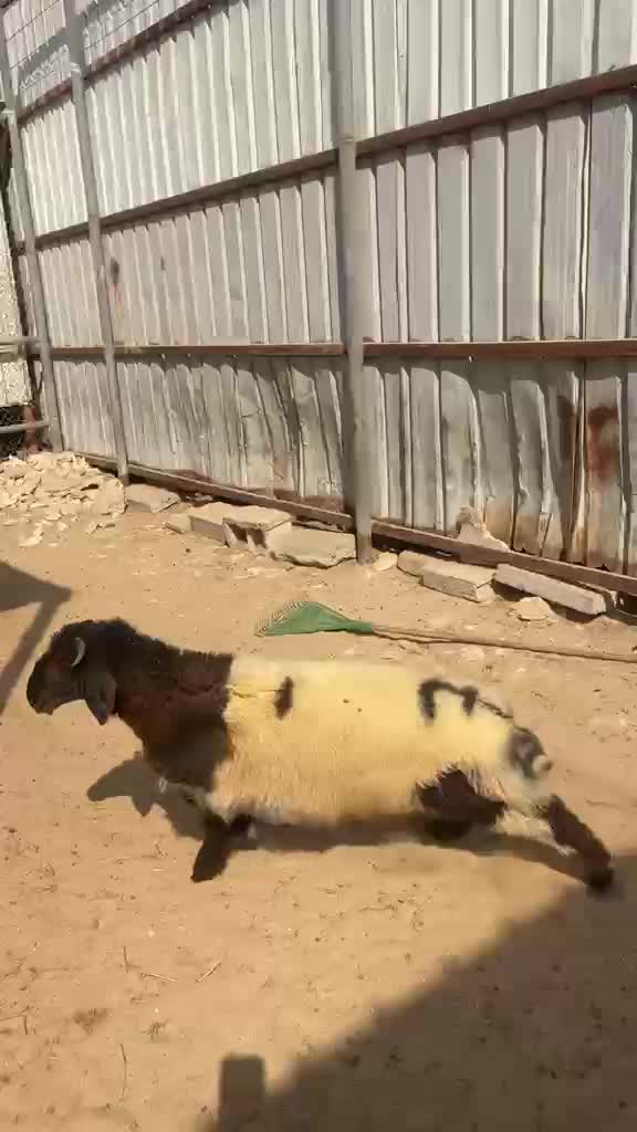 هرفي فل الفل شعره وطرف وظهر  - 3