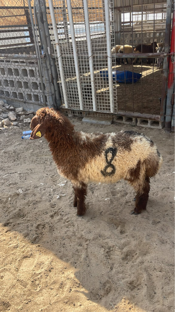 رخل فل الفل ظهر وطرف  - 2