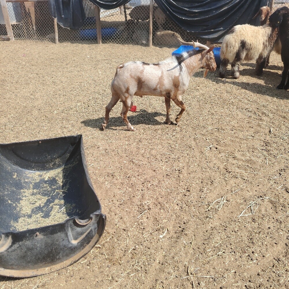 فحل جيشي طيب - 6