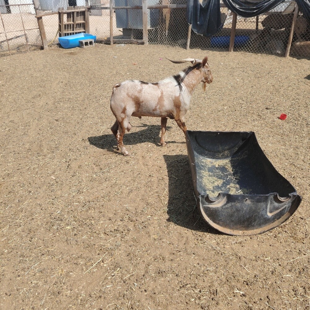 فحل جيشي طيب - 4