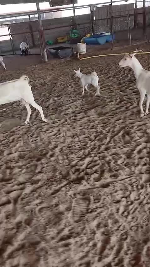 معزا صلاليه - 1