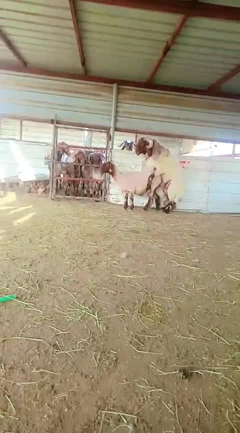 فحل خصم سوري 11 - 2
