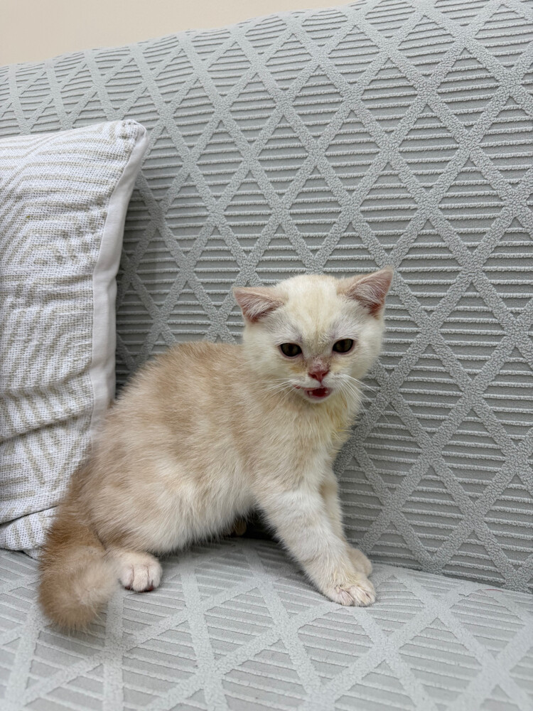 سكوتش ستريت للبيع  - 2