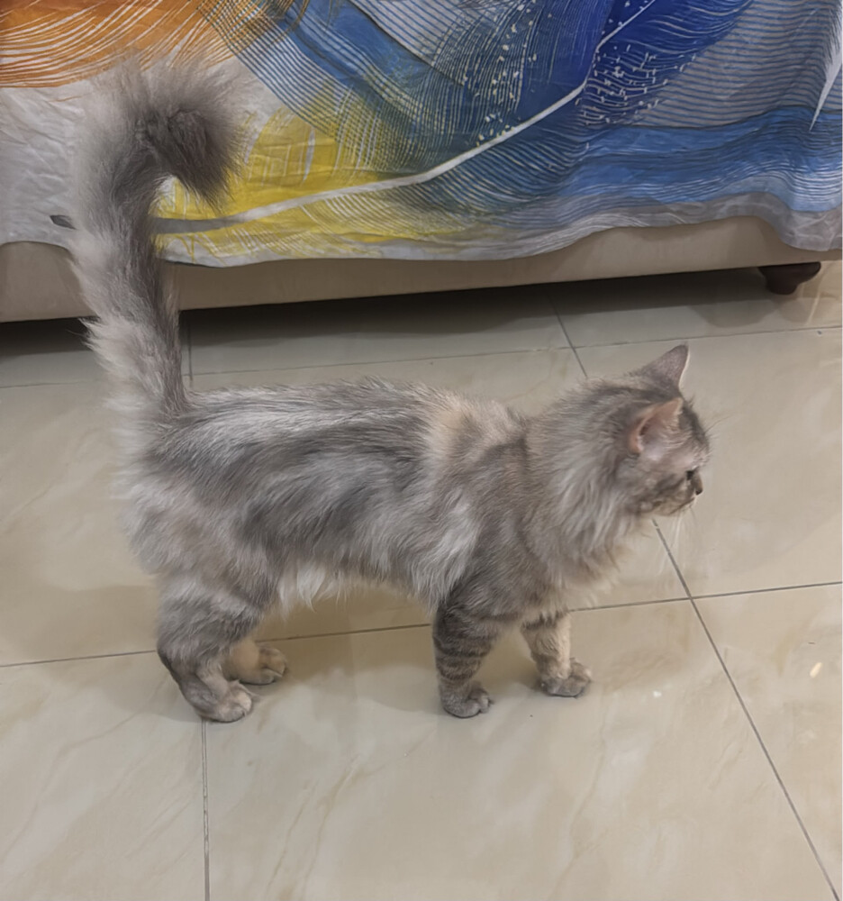 sukara and brownie - 2