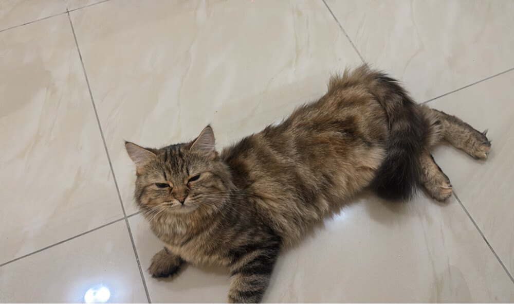 sukara and brownie - 1