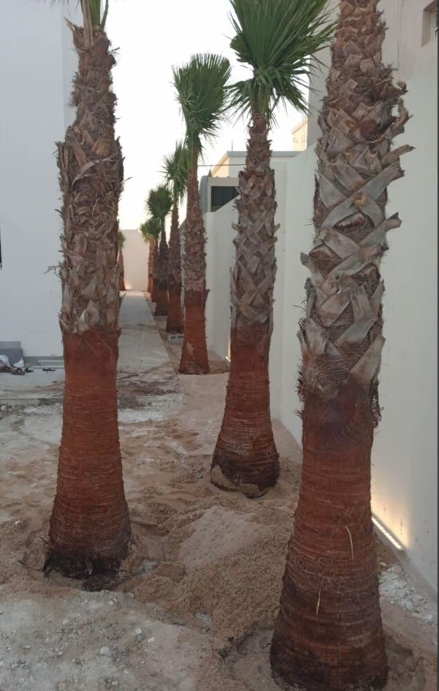نخل واشنطوانيا  - 1