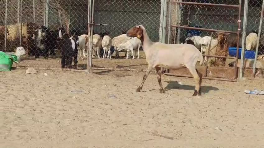 للبيع شاء طيبه دبساء - 3