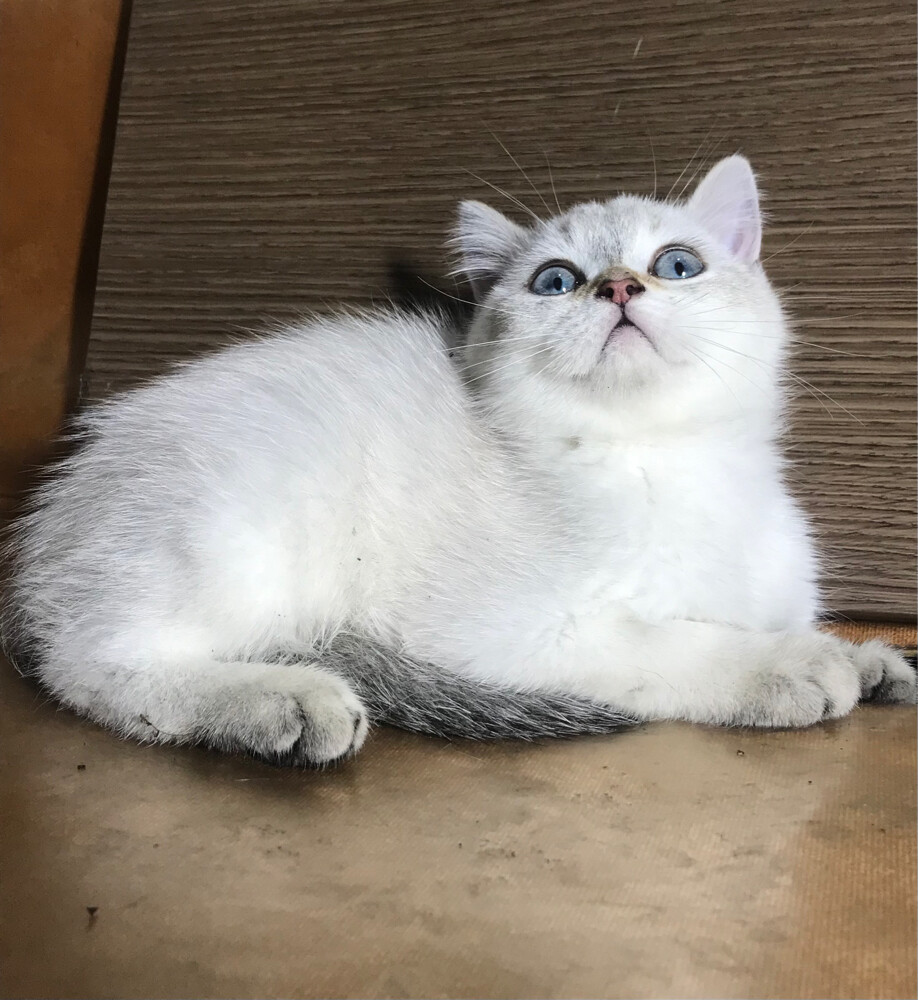 British sorthair silver kitten  - 5