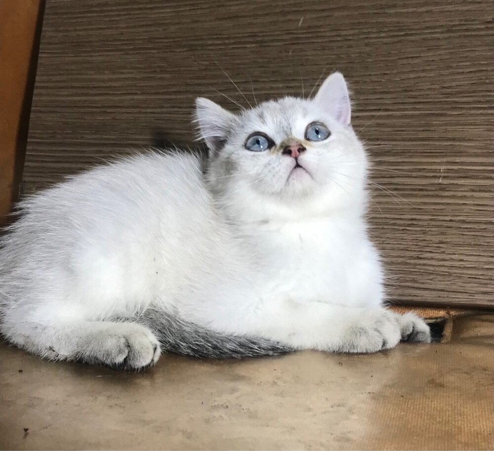 British sorthair silver kitten  - 2
