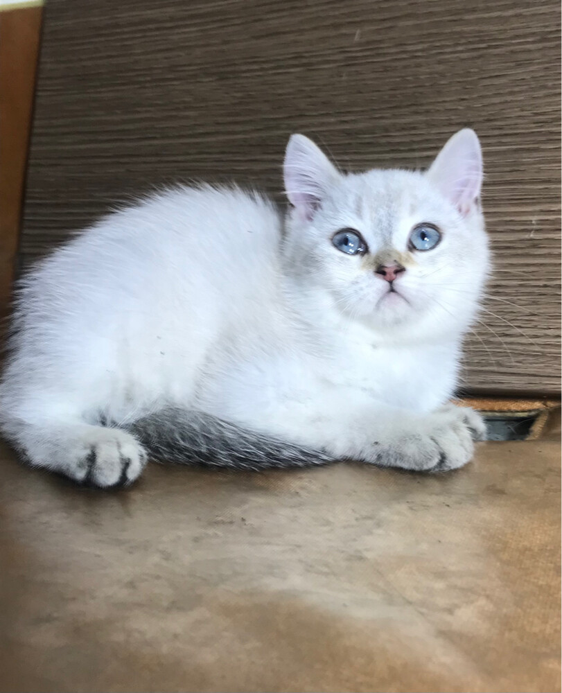 British sorthair silver kitten  - 4