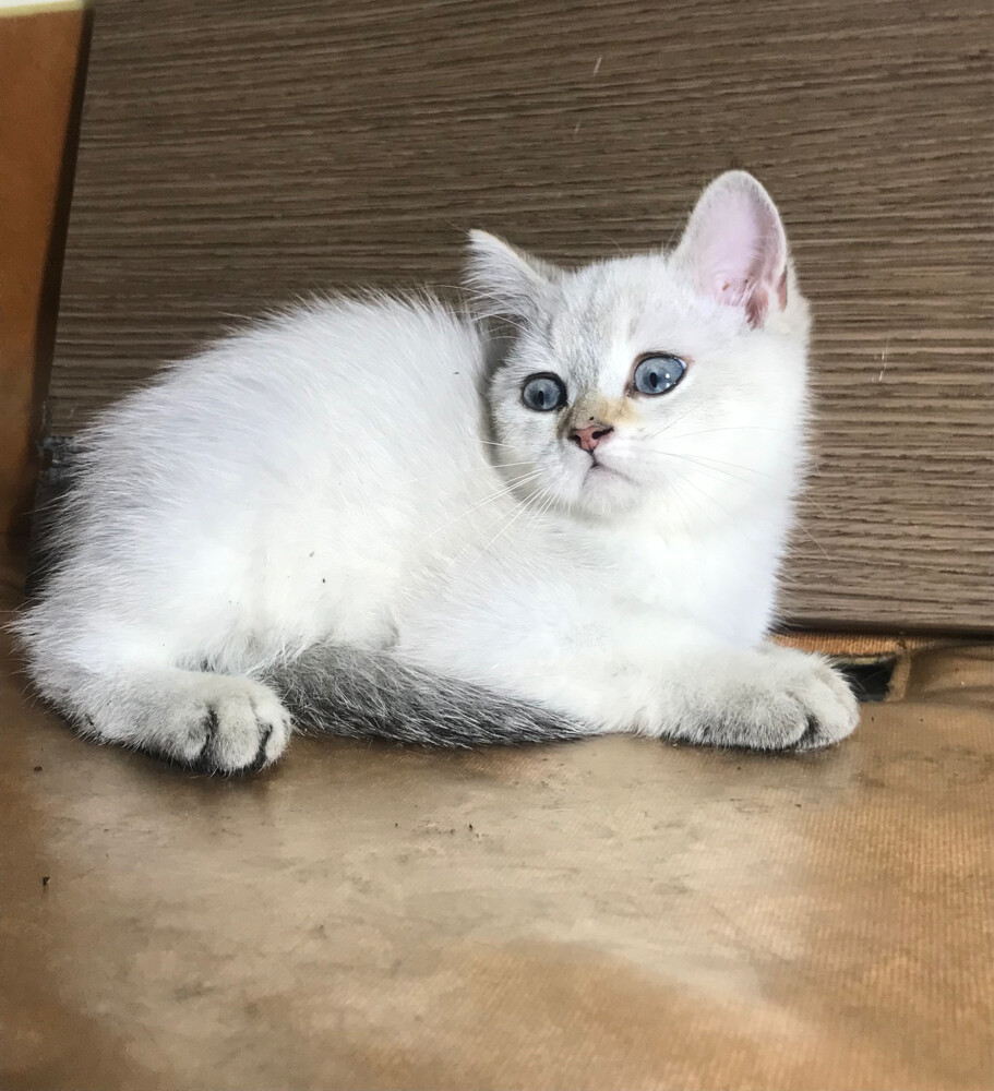 British sorthair silver kitten  - 3
