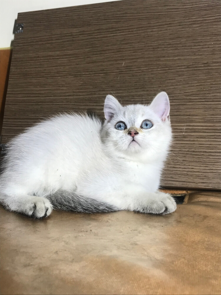 British sorthair silver kitten  - 1