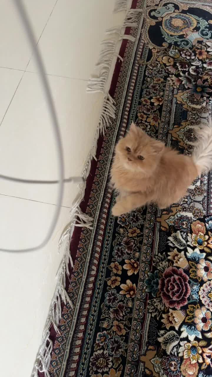 Persian cat - 2