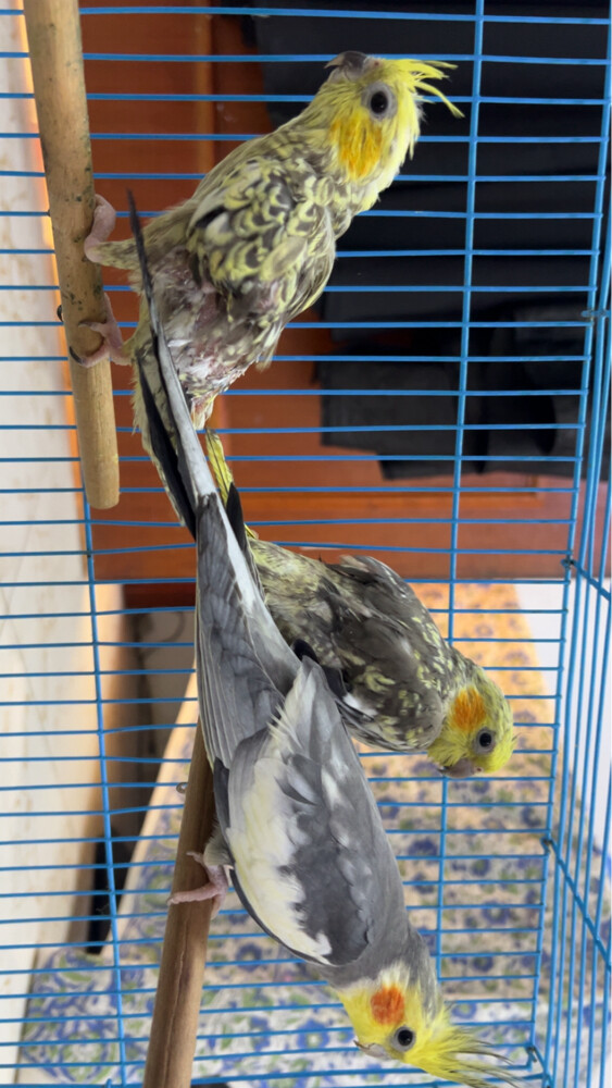 breeding cocktails  - 1