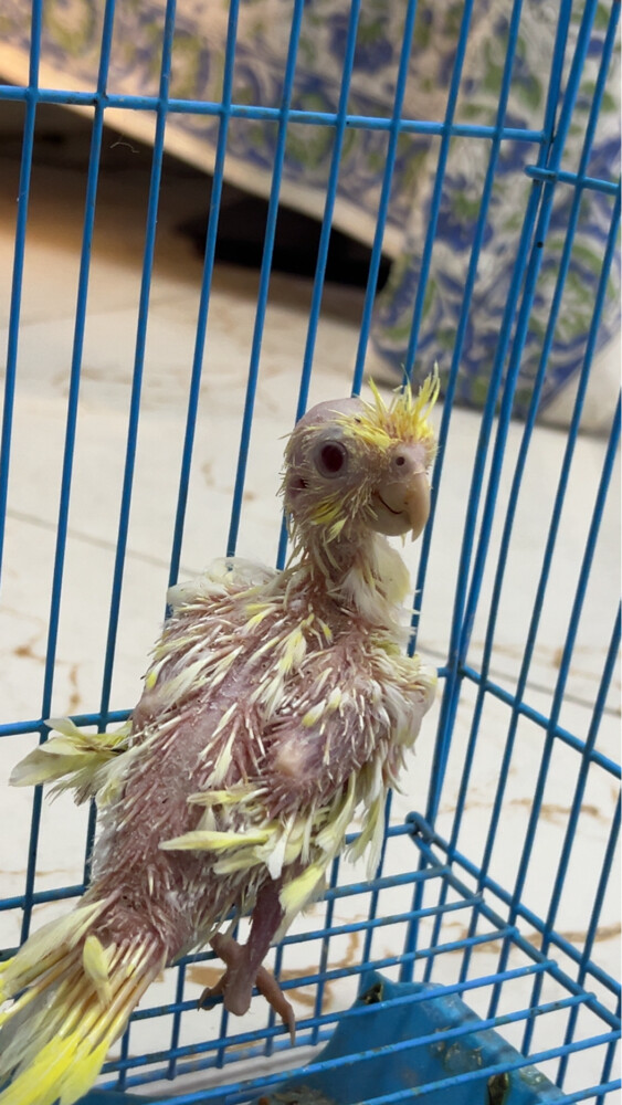 breeding cocktails  - 2
