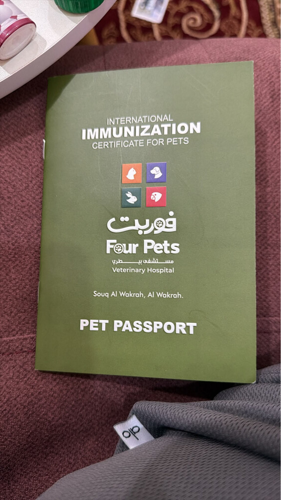 قطط - 2