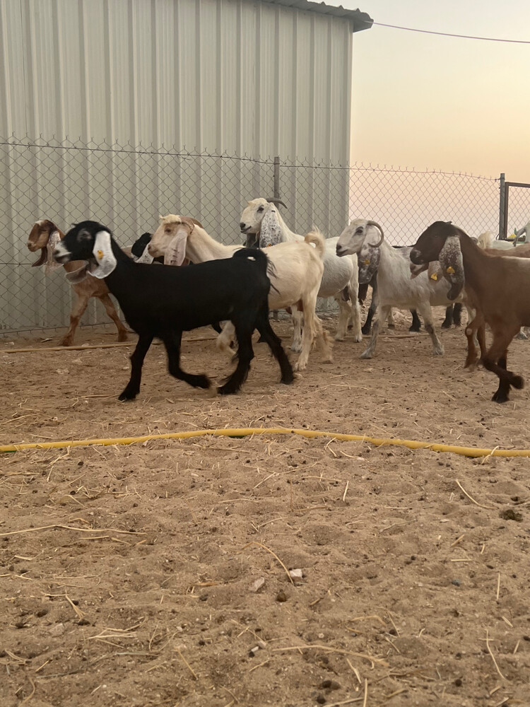 عوارض دفيع سونار - 2