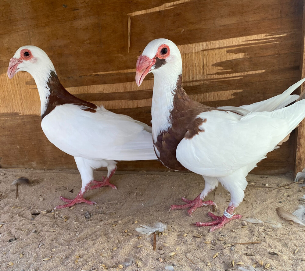 جوز سكندرون مسوبع أحمر - 1