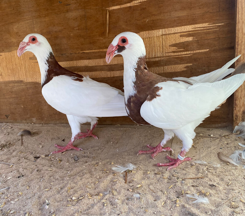 جوز سكندرون مسوبع أحمر - 2