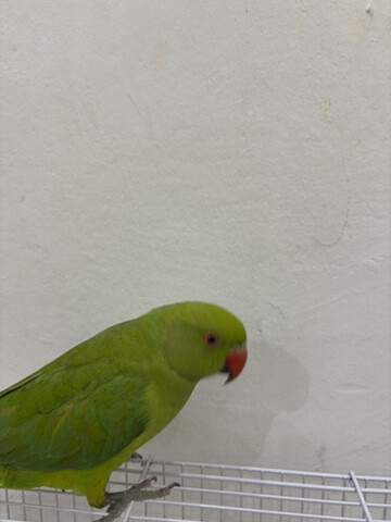 للبيع - 2