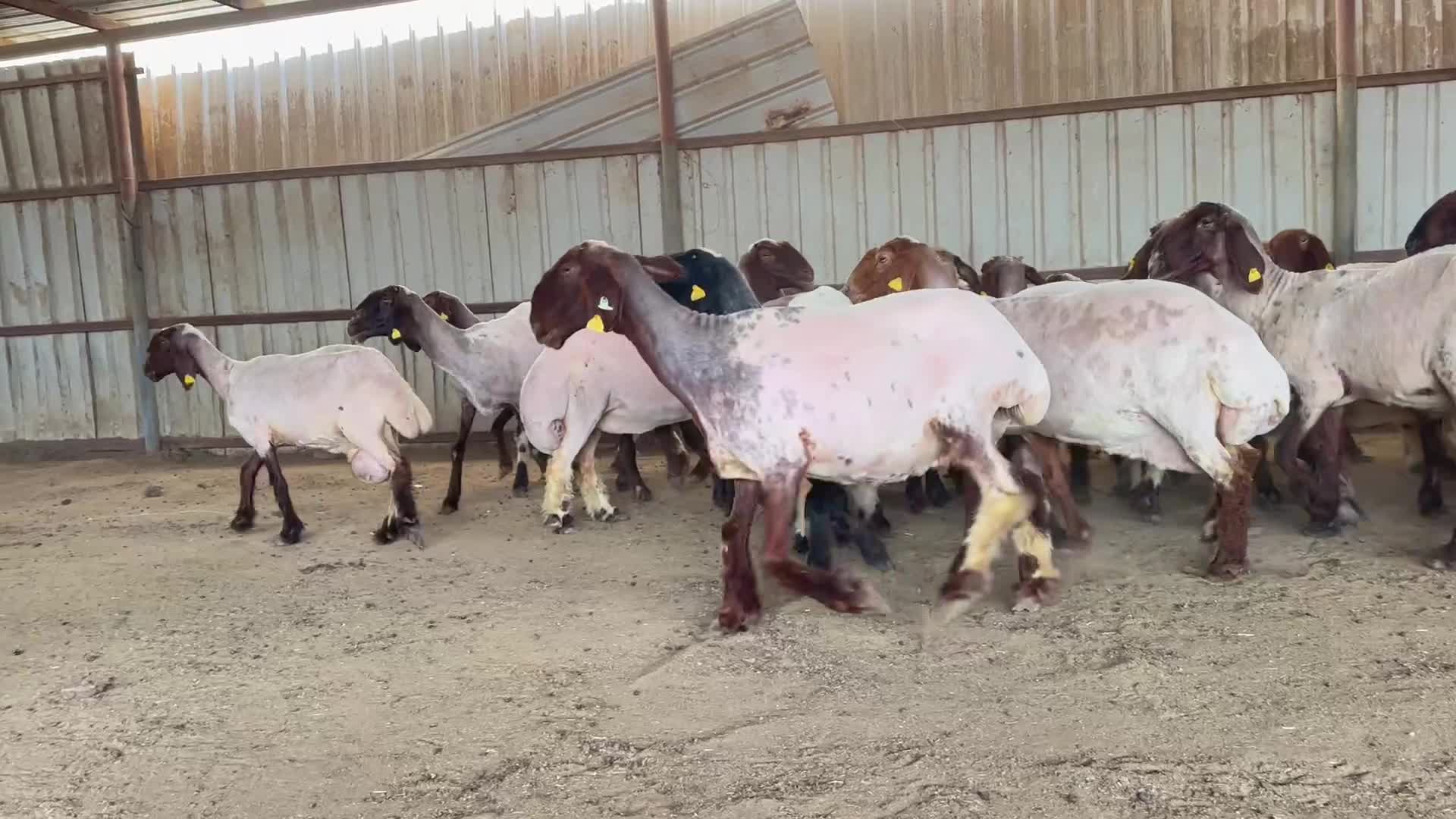 غنم سوريا طيبه  - 1