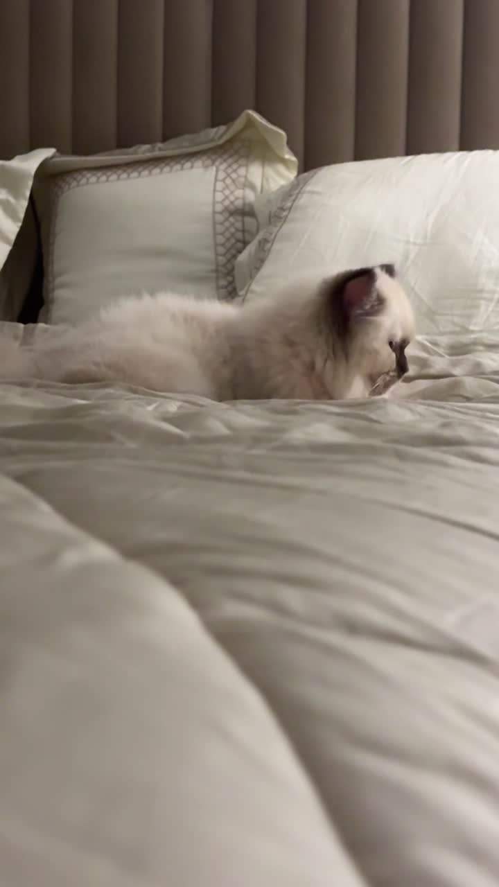 Himalayan cat - 1