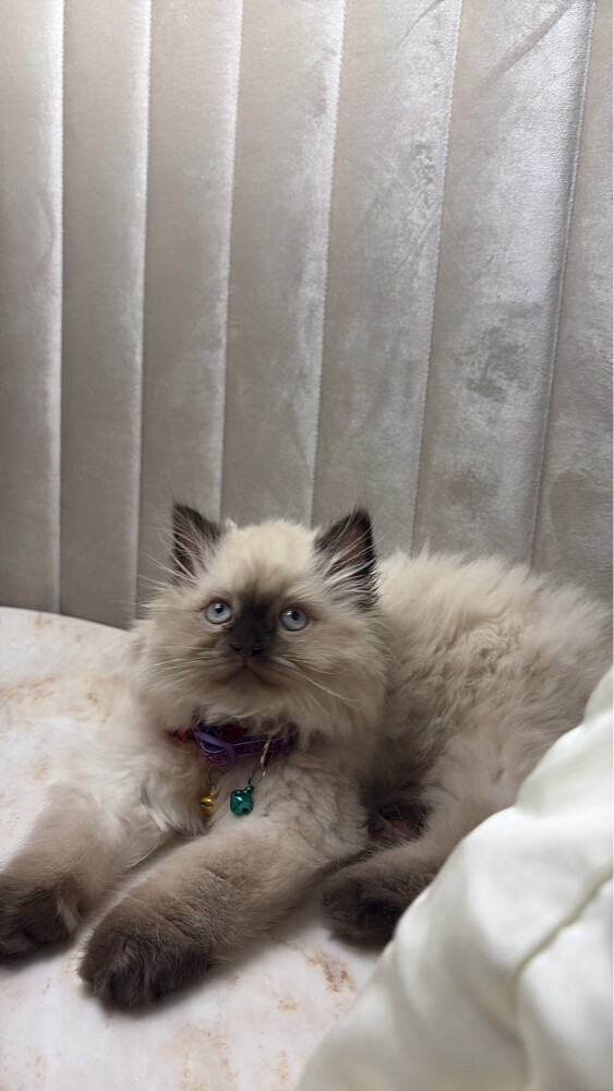Himalayan cat - 2