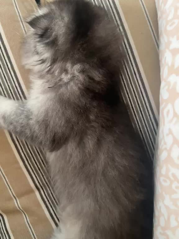 Scottish Fold Persian Mix kitten - 2