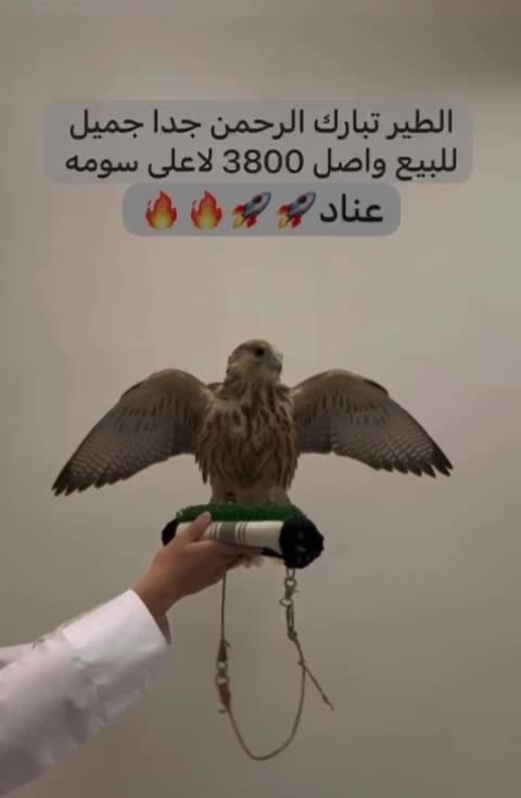 قرموشه حرار وحش فرخ  - 10
