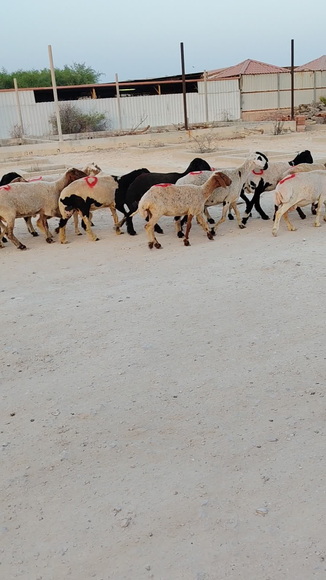 شويهات سوريات دفييييع ماشاءالله - 1