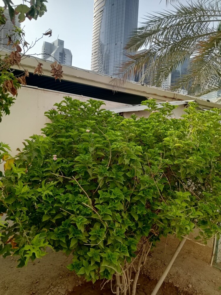 Rahman Al balushi - 12
