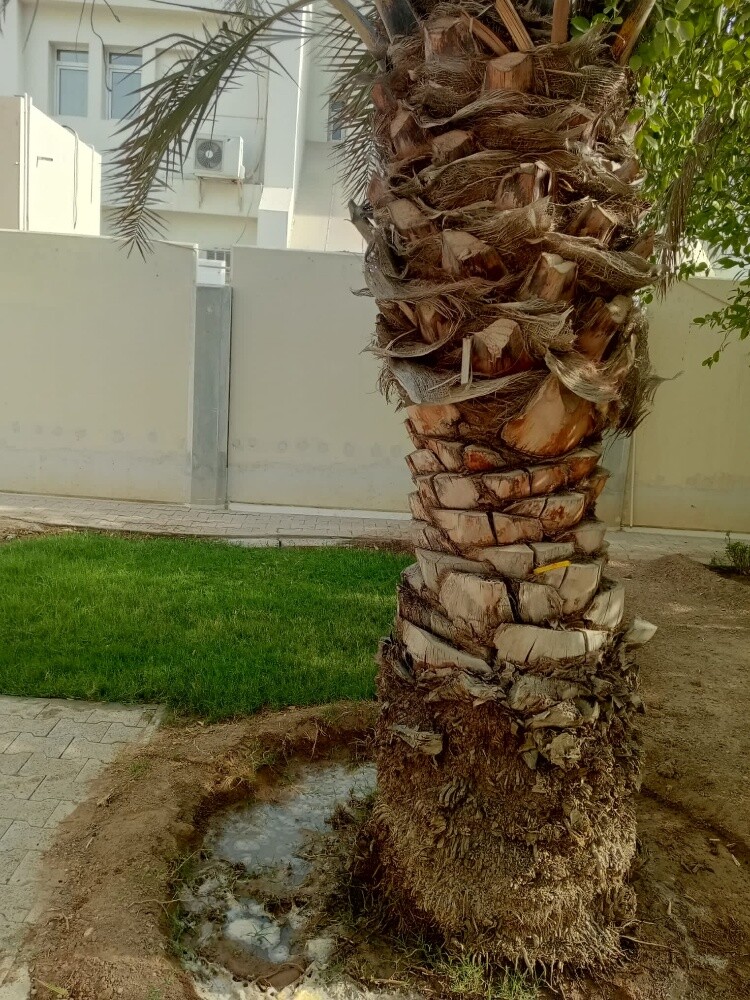 Rahman Al balushi - 6