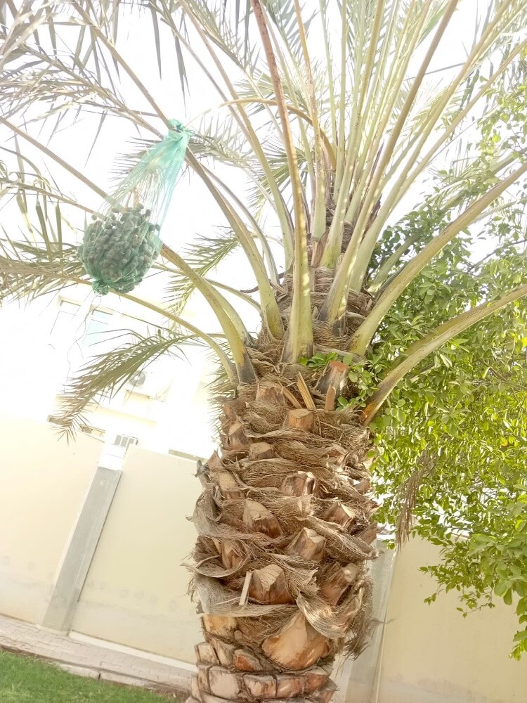 Rahman Al balushi - 10