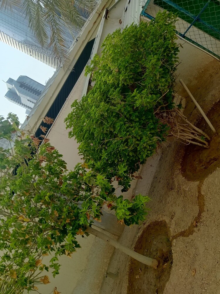 Rahman Al balushi - 9