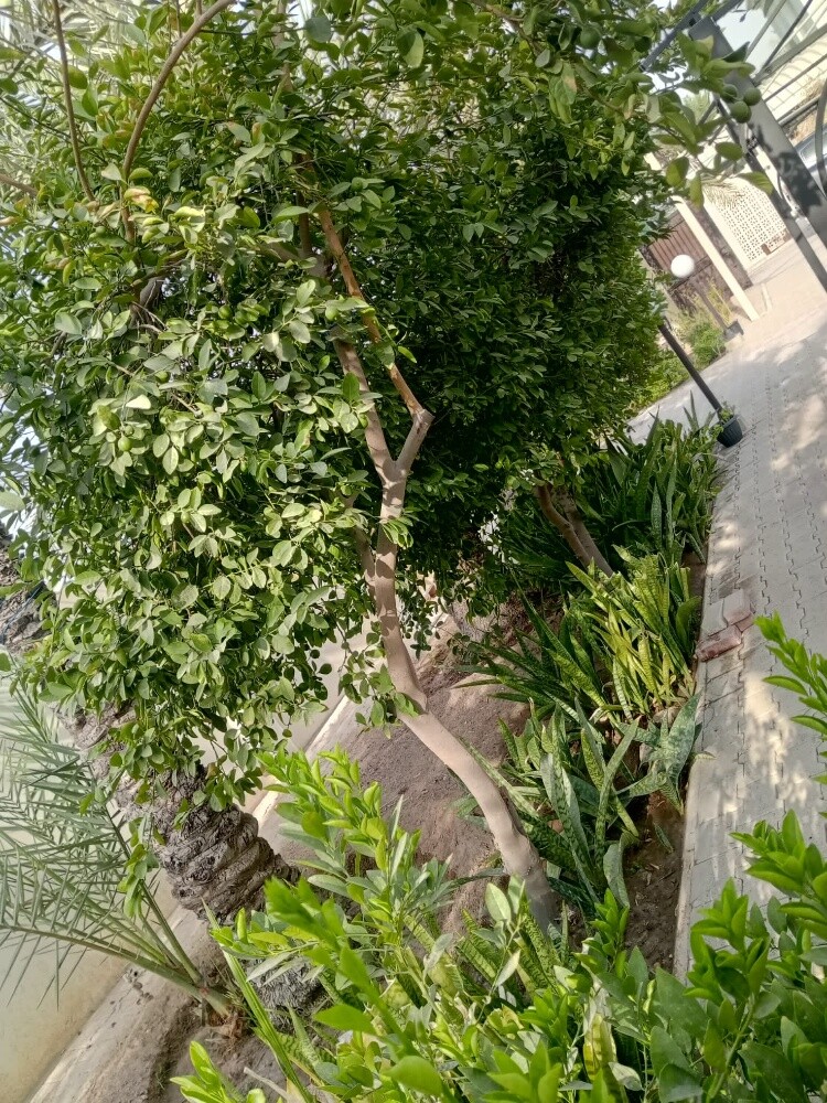 Rahman Al balushi - 11
