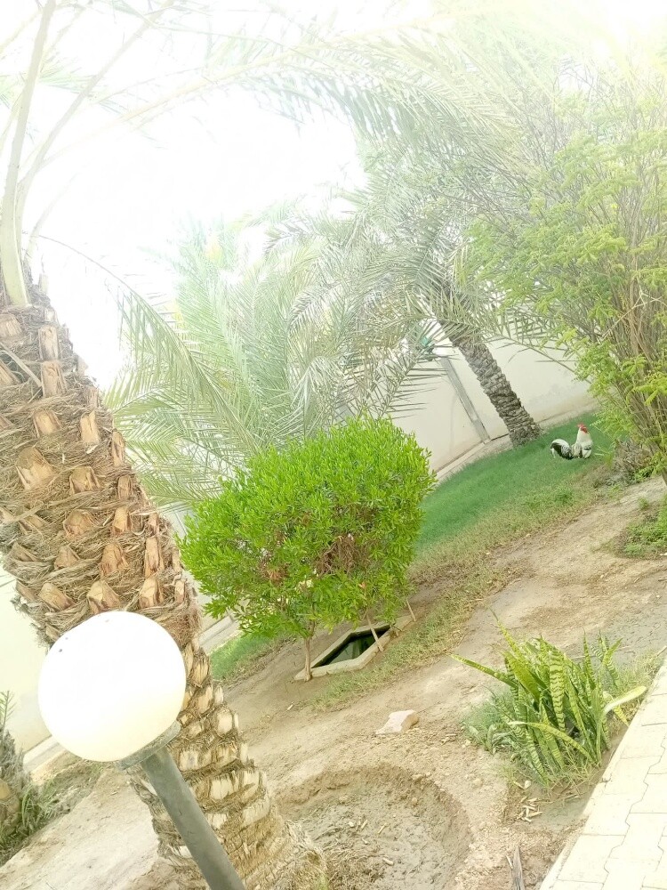 Rahman Al balushi - 2