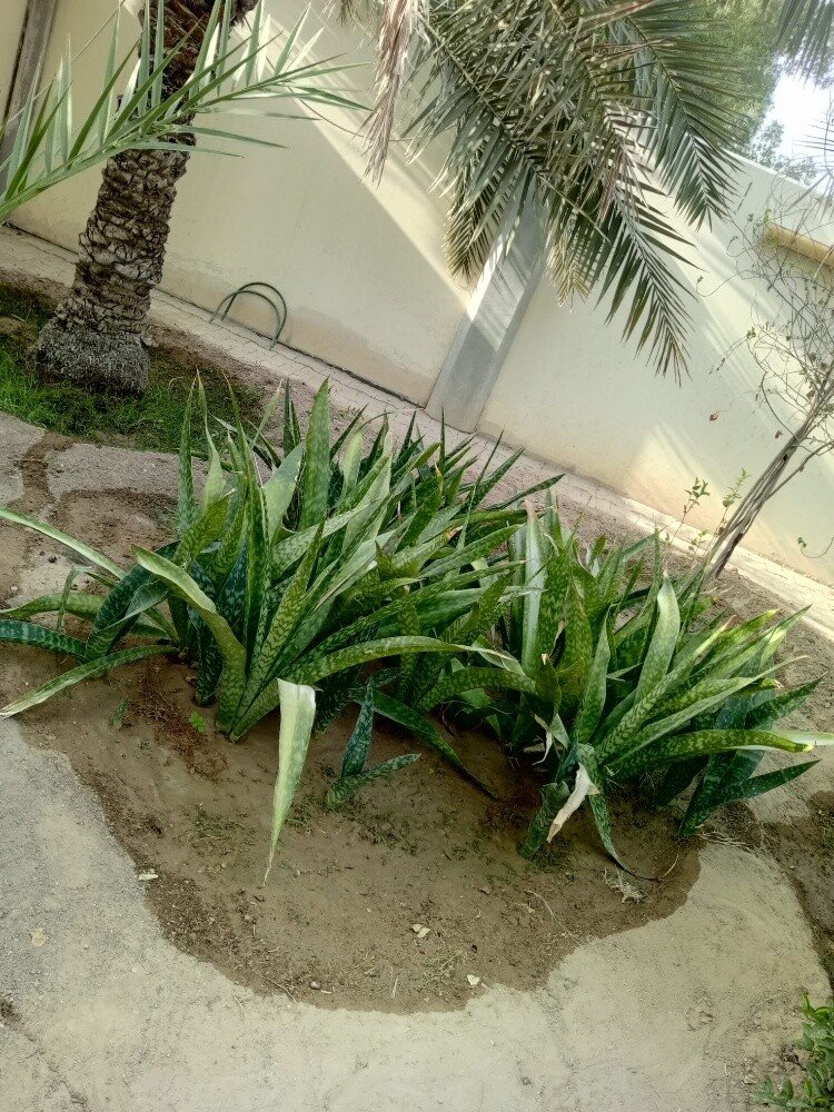 Rahman Al balushi - 5
