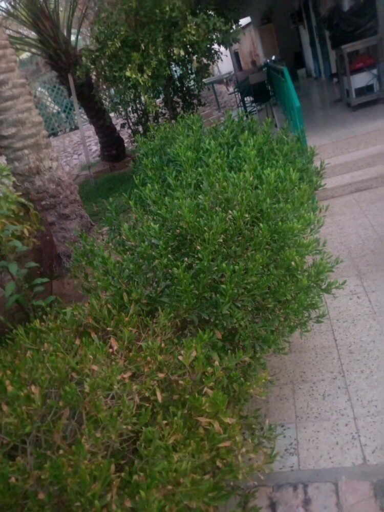Rahman Al balushi - 3