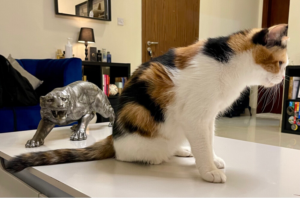 Calico female Cat for adoption - 1