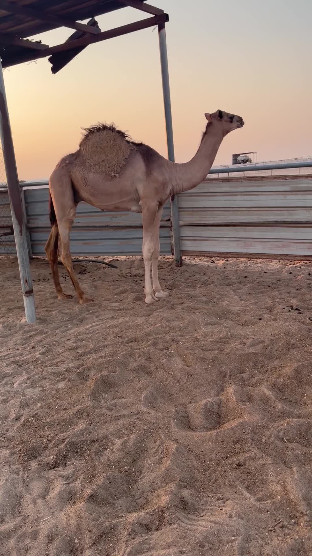 مفرود قحيدي - 3