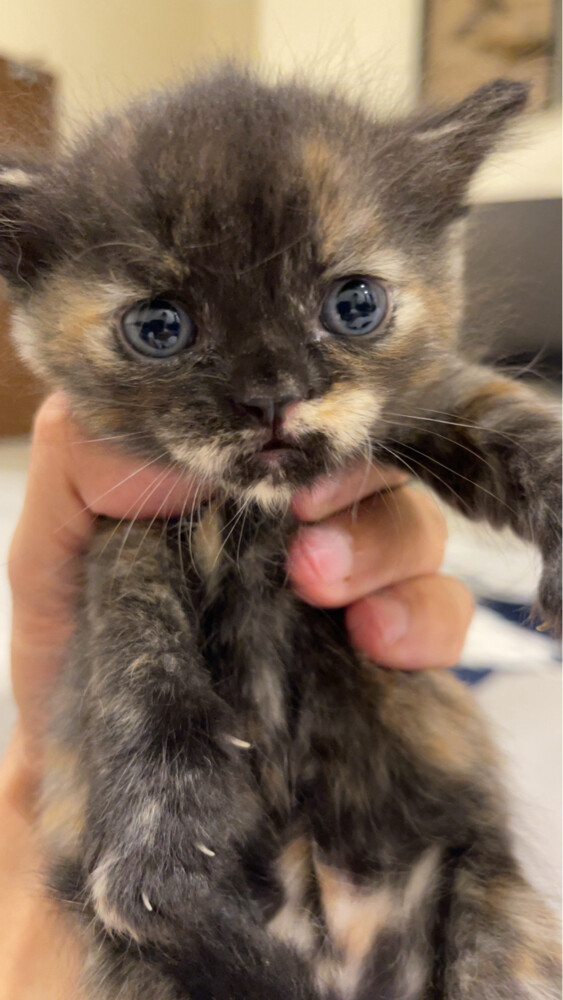 Special Color female kitten Adoptio - 2