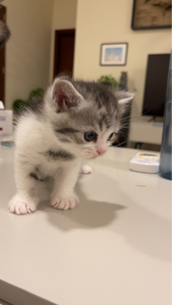Amazing tabby kitten male for adopt - 1