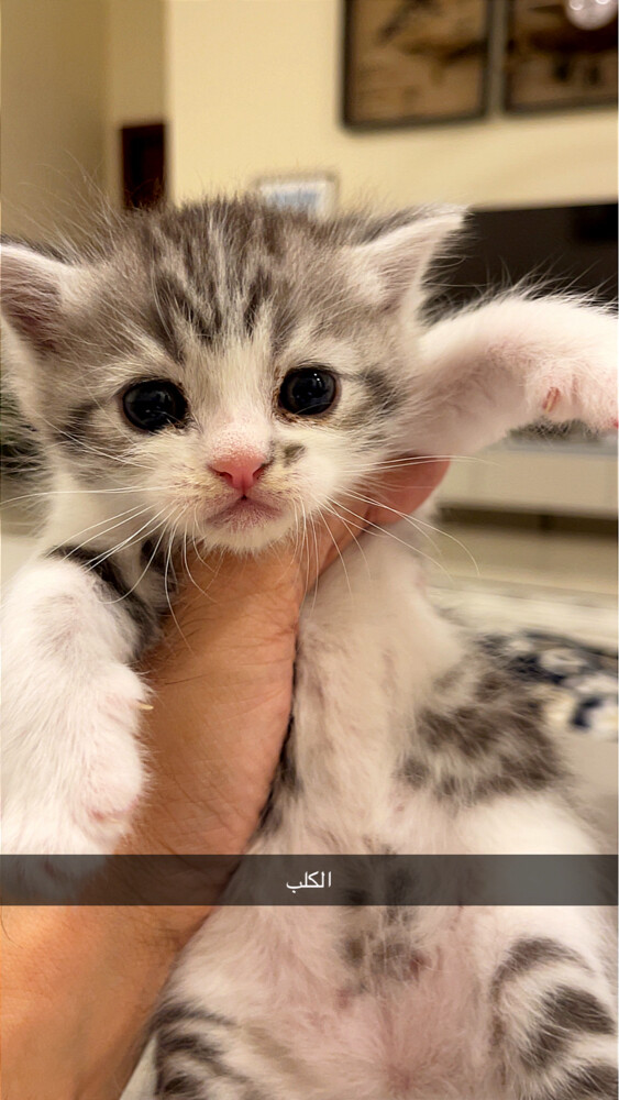 Amazing tabby kitten male for adopt - 2